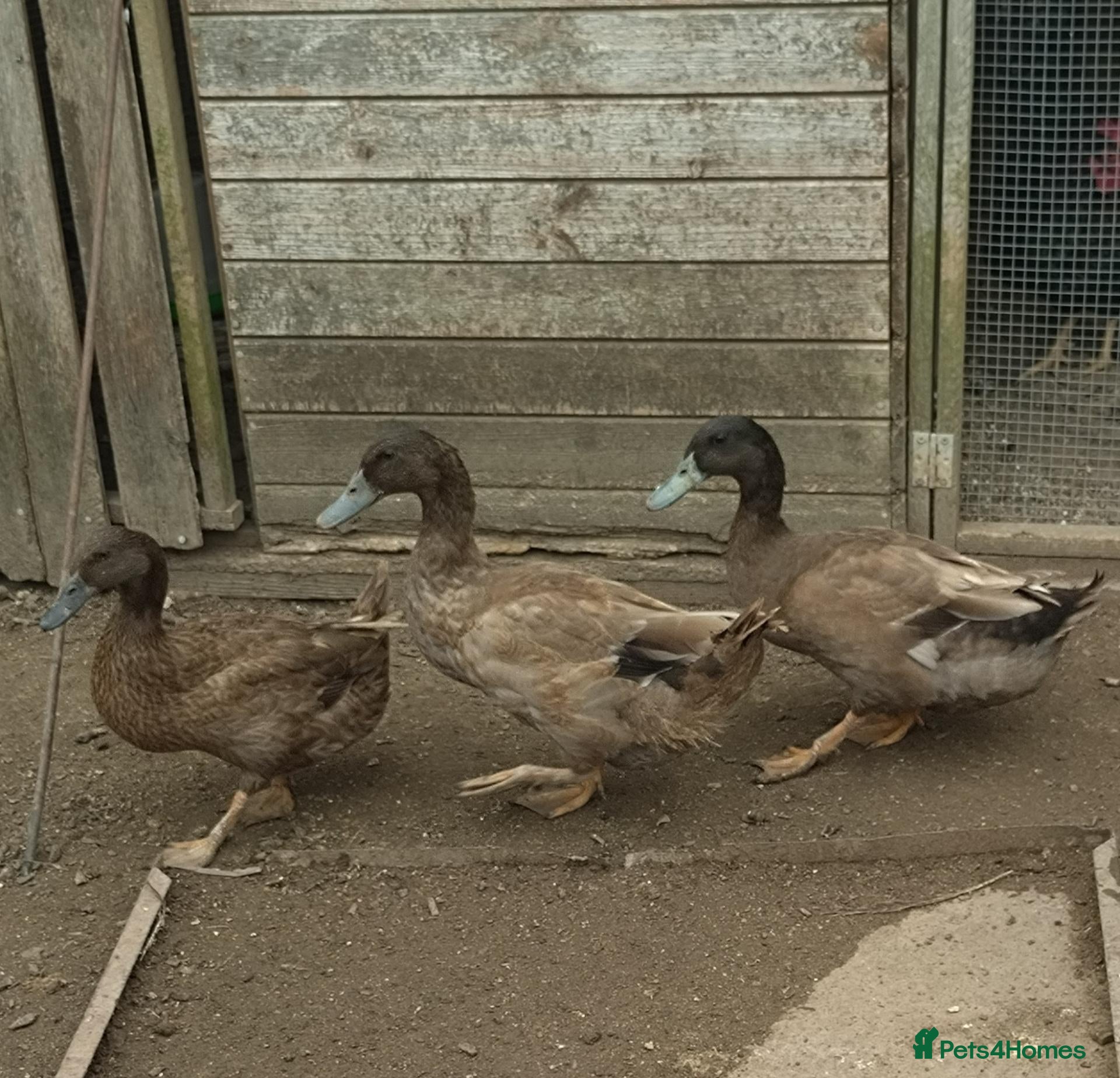 Ducks poultry Khaki Campbell & Muscovy - Advert 1