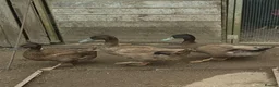 Ducks poultry for sale: Khaki Campbell & Muscovy - Advert 1
