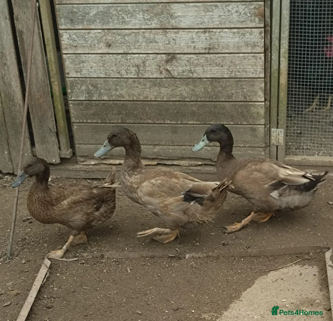 Ducks poultry for sale: Khaki Campbell & Muscovy - Advert 1