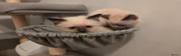 Ragdoll cats for sale: GCCF Ragdoll Kittens - Ready Now (Pet or Active) - Advert 16