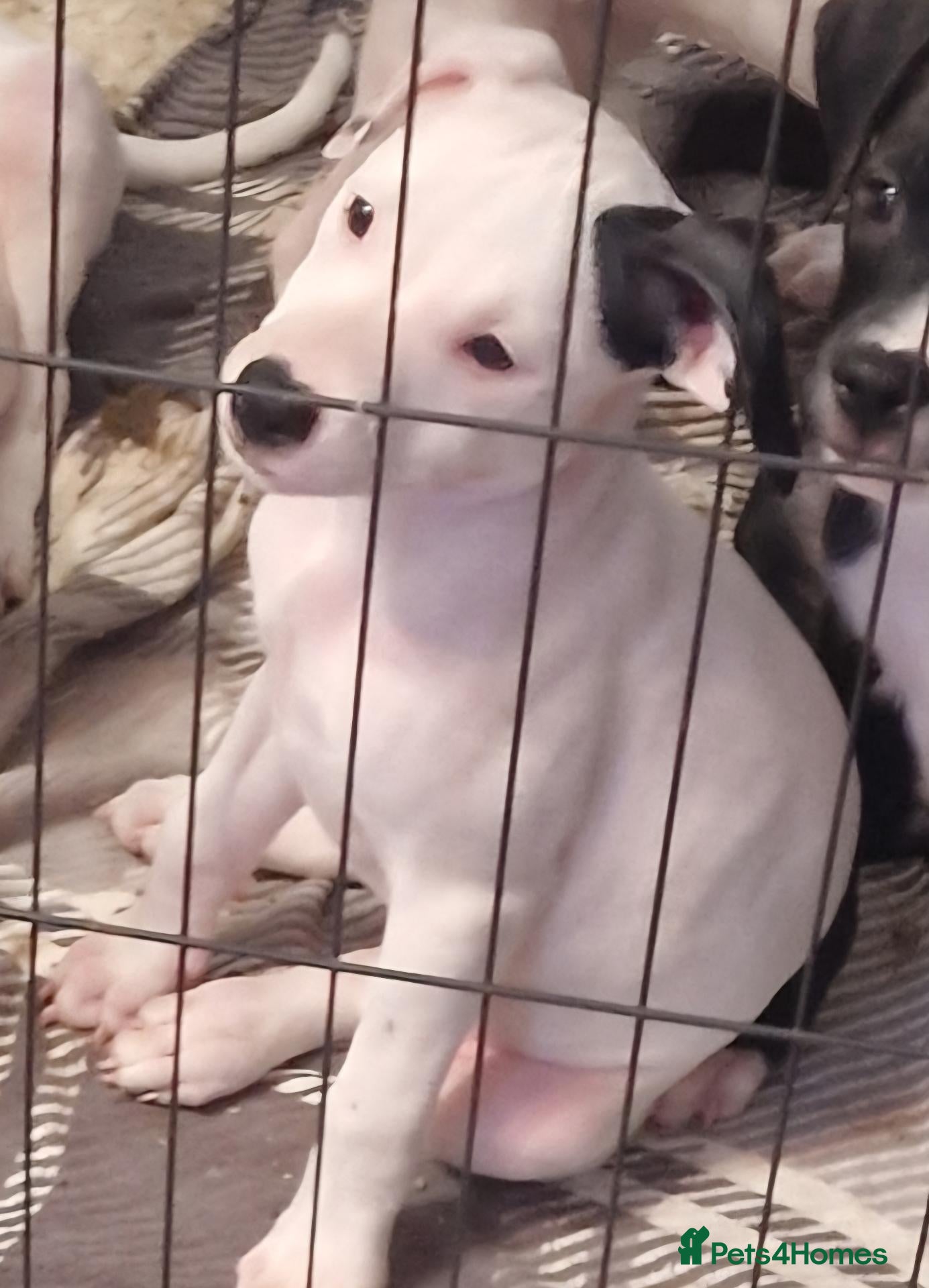 Staffordshire Bull Terrier dogs Staffordshire Bull Terrier puppy's for sale  - Advert 2