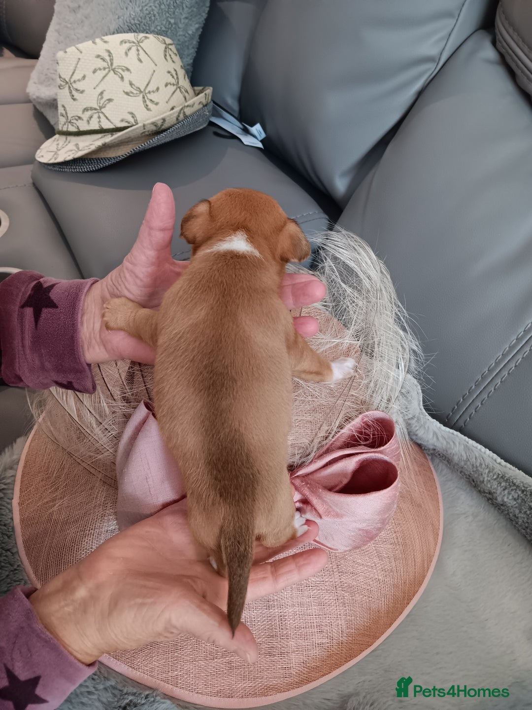 Chihuahua dogs for sale: Chihuhua pups - Image 7
