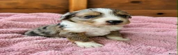 Bordoodle dogs for sale: Beautiful Merle Bordoodle puppies  - Advert 6