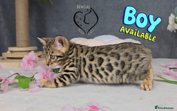 Bengal cats for sale: 1 beautiful boy from tica champion lines - Image 3