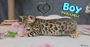 Bengal cats - Advert 4