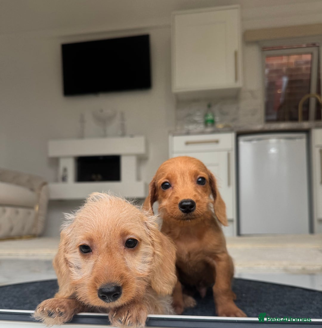 Mixed Breed dogs for sale: Stunning daxiepoos - Advert 2