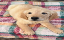 Golden Retriever dogs for sale: KC health checked outstanding temperaments  - Advert 19