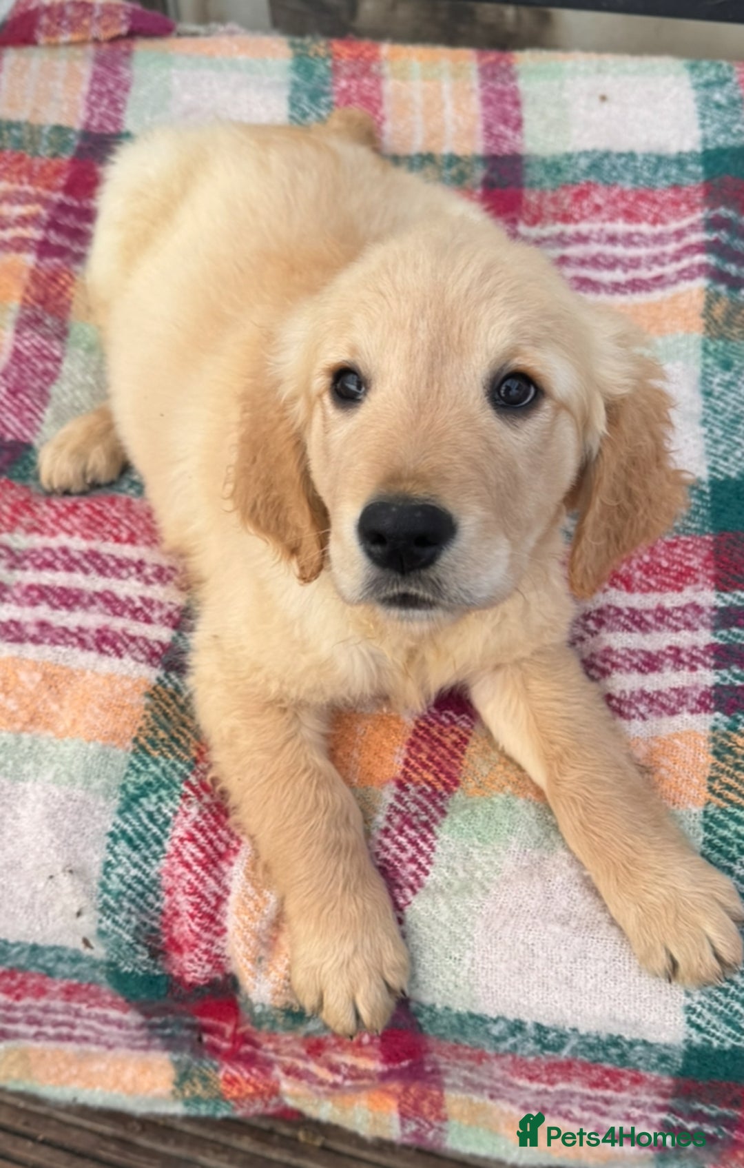 Golden Retriever dogs for sale: KC health checked outstanding temperaments  - Advert 19