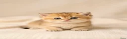 British Shorthair cats for sale: 💖 Pedigree golden chinchilla British shorthair - Advert 4