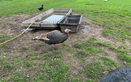 Turkeys poultry for sale: Turkeys - Image 1