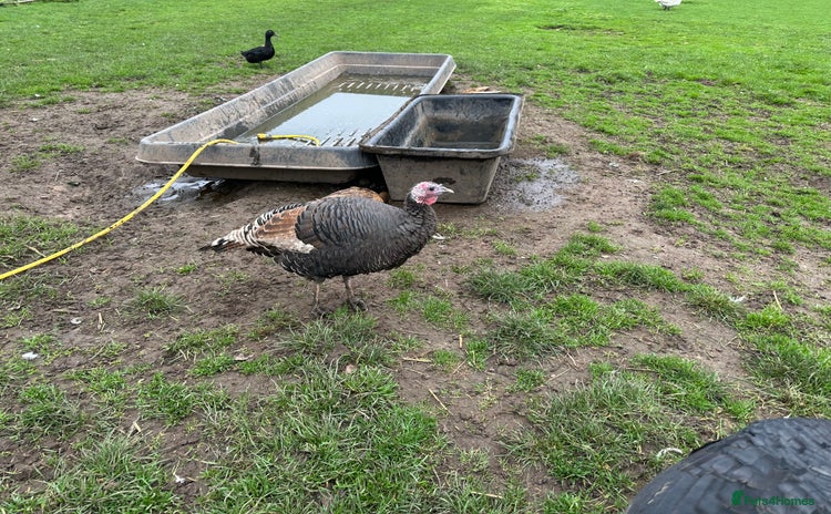 Turkeys poultry - Advert 1