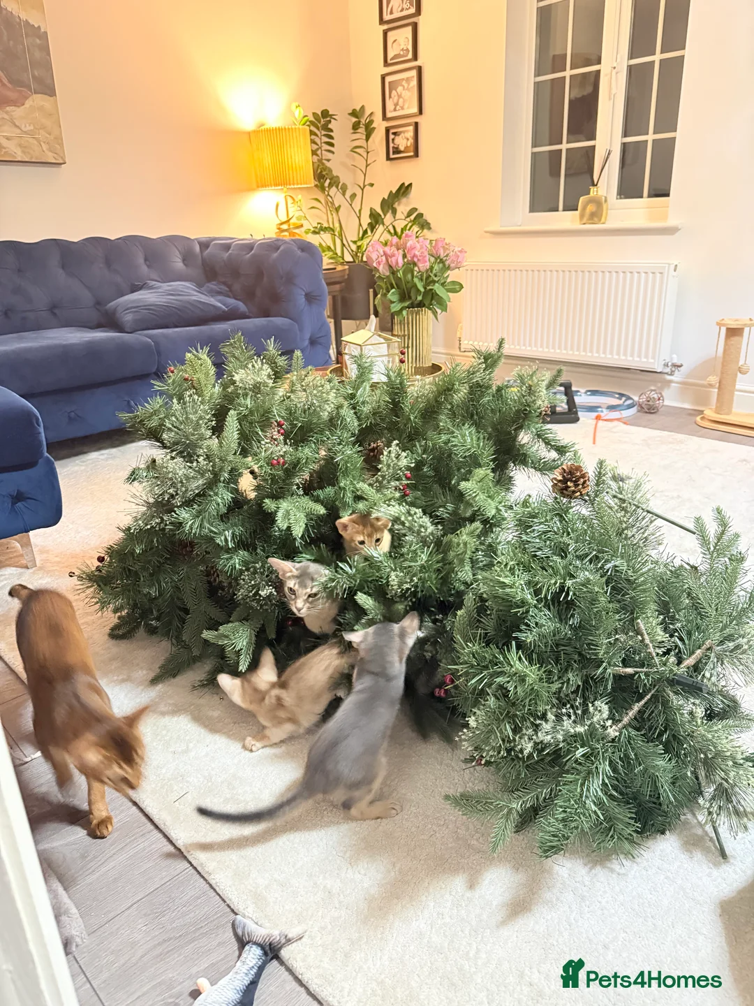 Abyssinian cats for sale: Abyssinian Kittens 🐾 - Advert 10