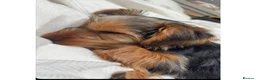 Yorkshire Terrier dogs for sale: Yorkshire terrier  - Advert 2