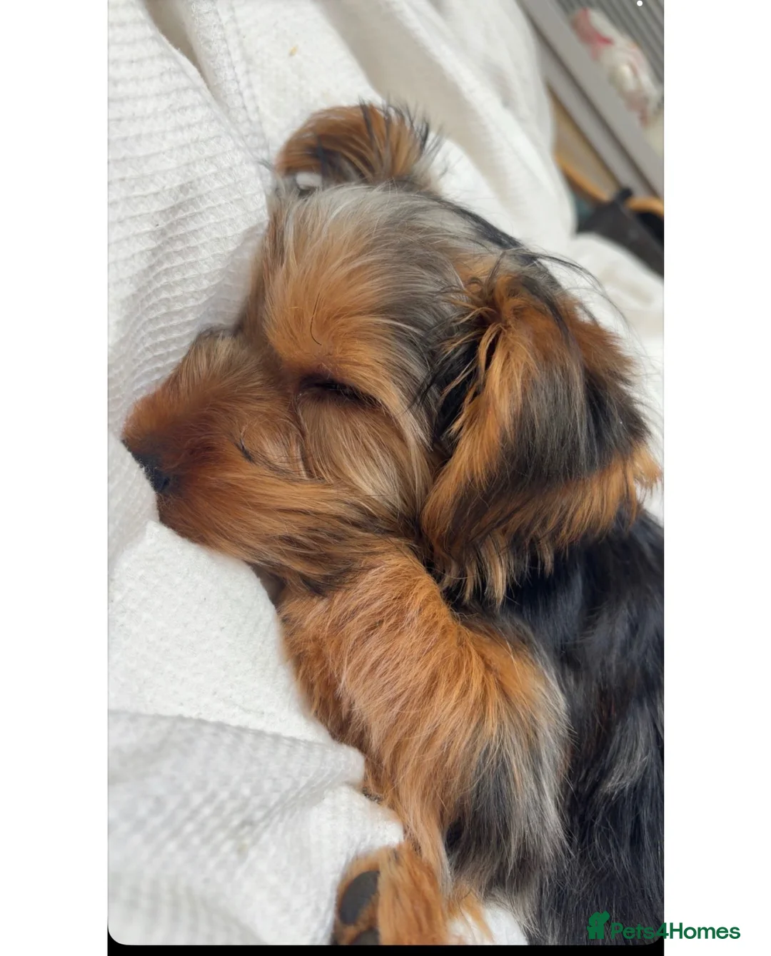 Yorkshire Terrier dogs for sale: Yorkshire terrier  - Advert 2