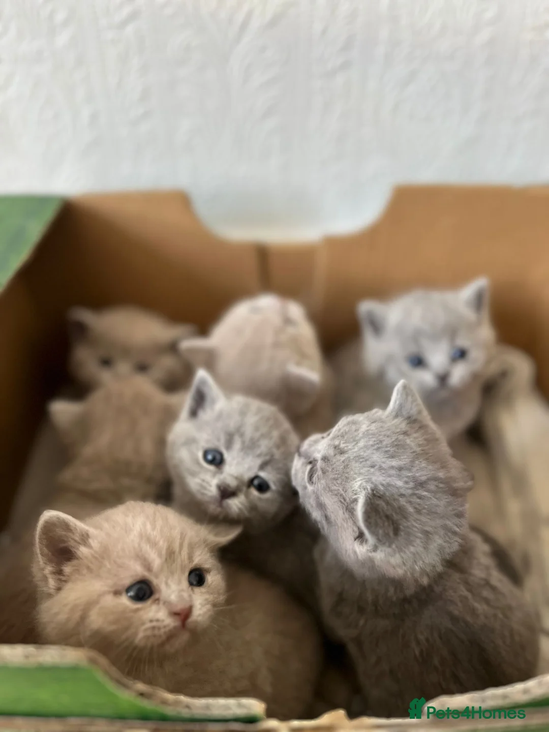 British Shorthair cats for sale: Pure BSH kittens - Advert 2