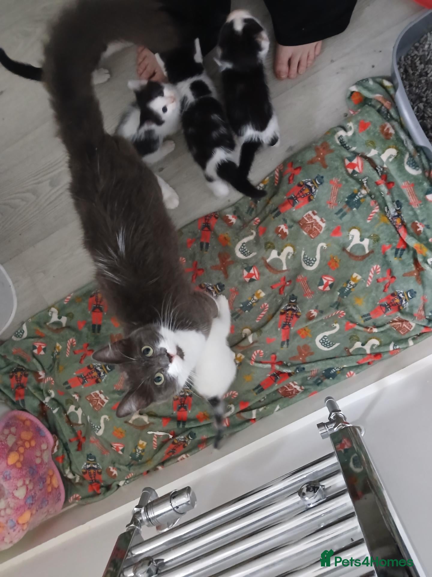 Mixed Breed cats Beautiful kittens ready to leave now  - Advert 3