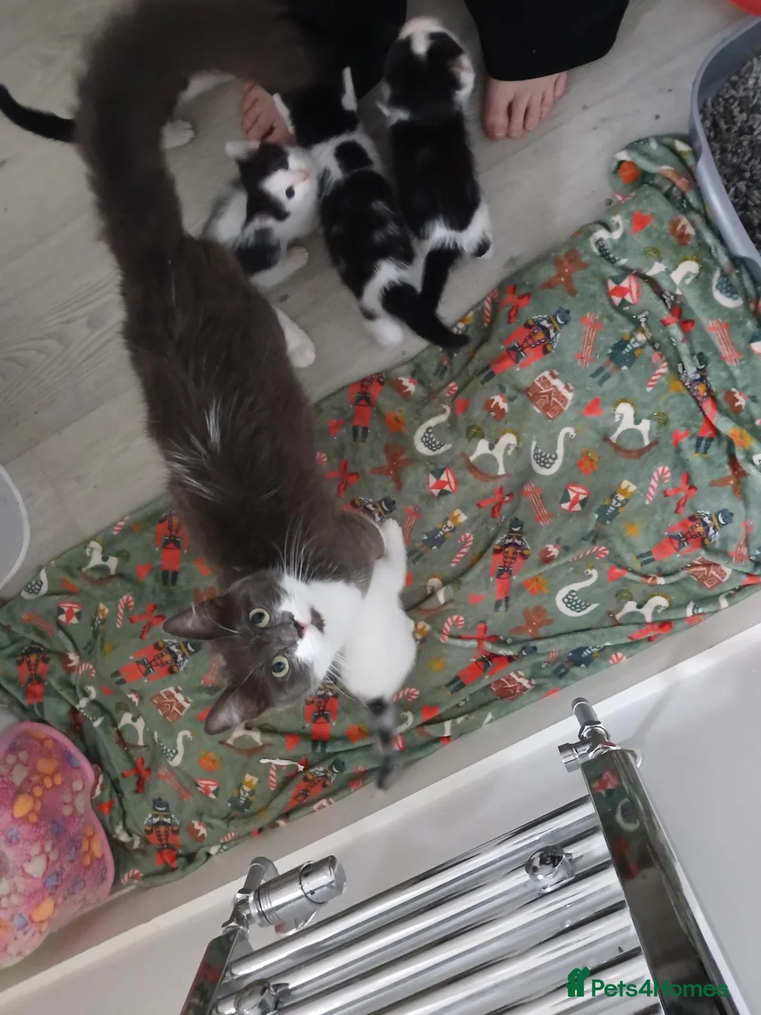 Mixed Breed cats for sale: Beautiful kittens ready to leave now  - Advert 6