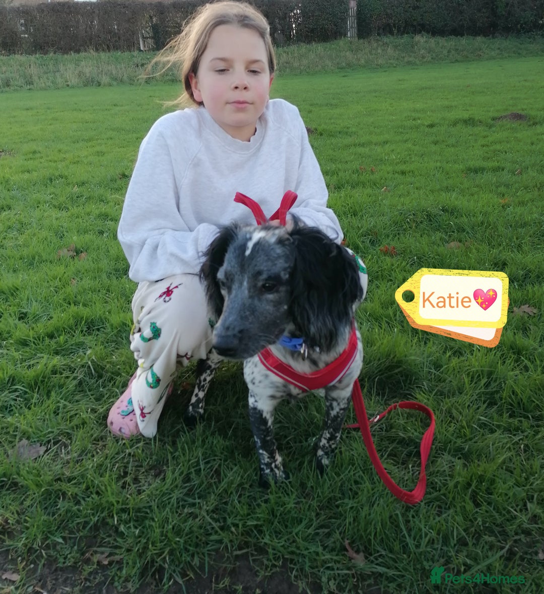 English Springer Spaniel dogs for adoption: 💖🐶 KATIE 🐶💖 - Advert 1
