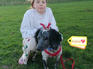 English Springer Spaniel dogs 💖🐶 KATIE 🐶💖 - Advert 12