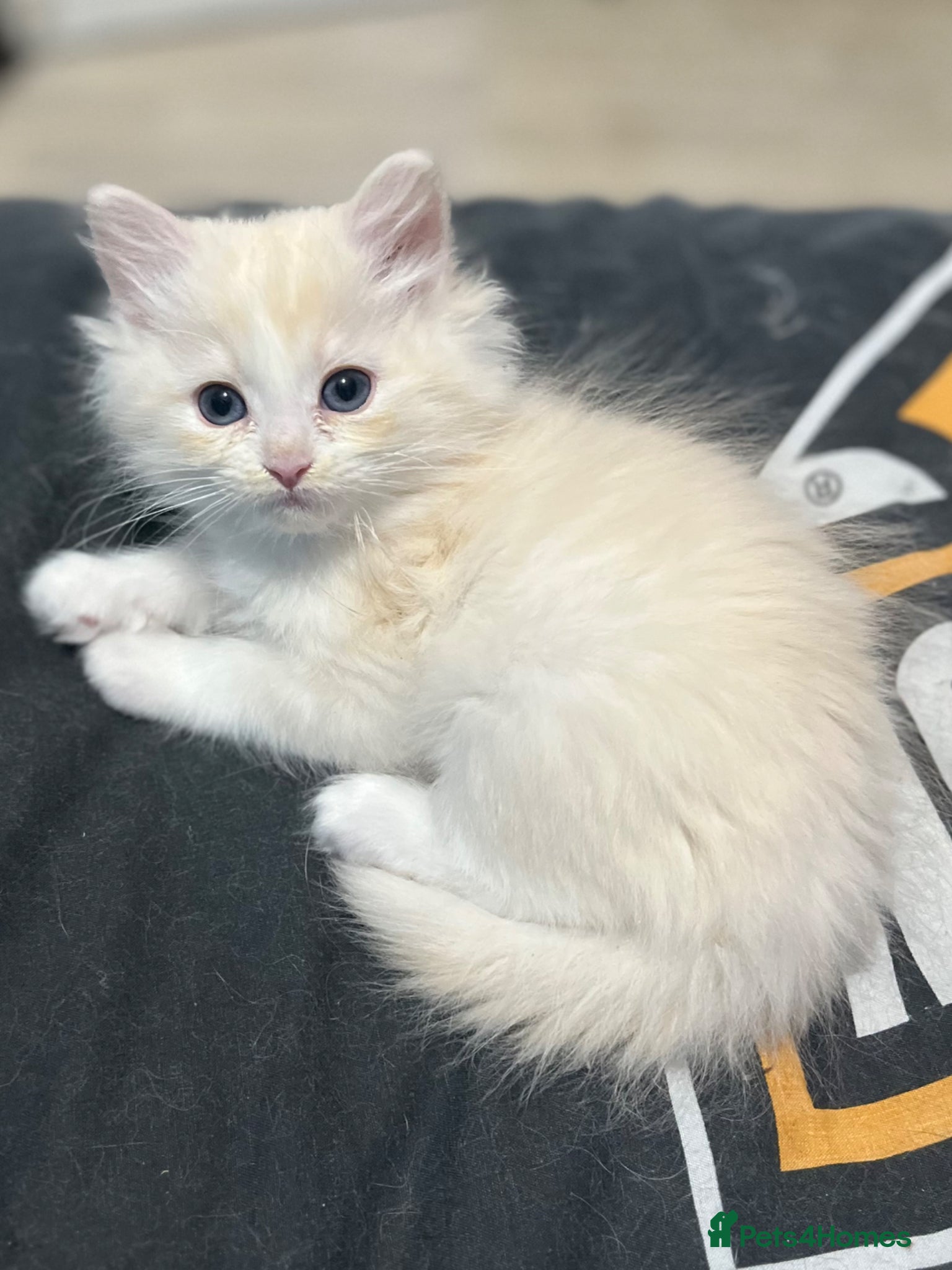 Ragdoll cats Full pedigree ragdoll boys  - Advert 6