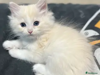 Ragdoll cats Full pedigree ragdoll boys - Advert 6