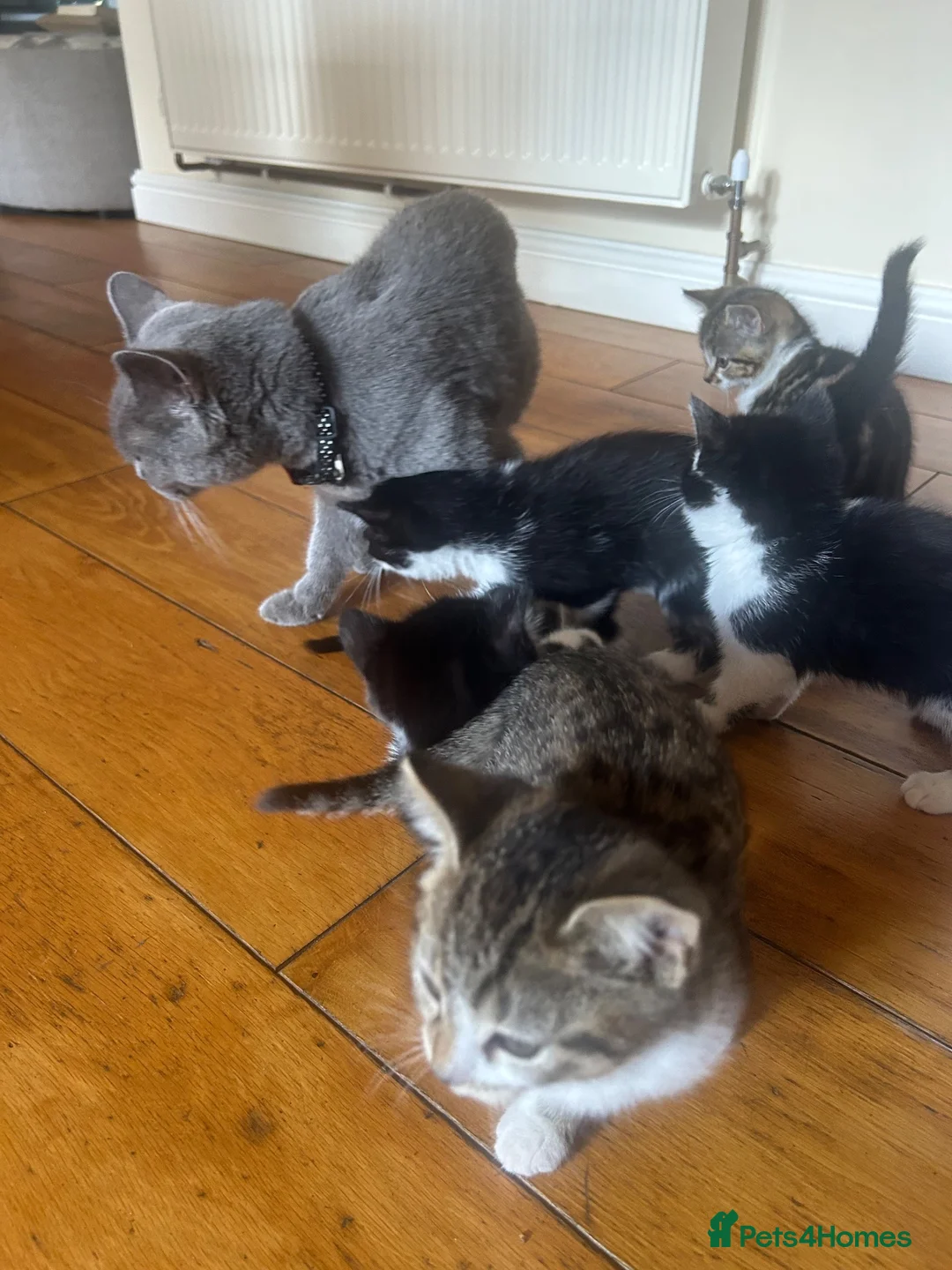 Mixed Breed cats for sale: 🐱💕 Lovely Mixed Kittens Looking for New Homes 💕 in Bradford - Advert 11