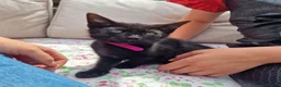 Mixed Breed cats for sale: 5 beautiful black kittens 10weeks 2xfemales 3xmale in Stockport - Advert 3