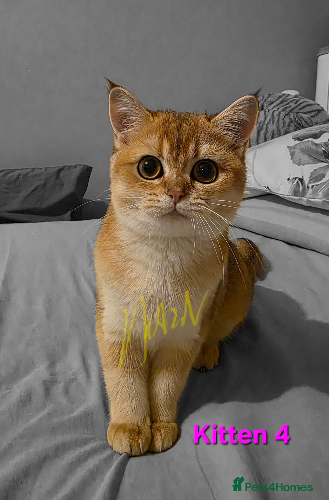 Scottish Fold cats for sale: Scottish fold Golden chinchilla  - Advert 11