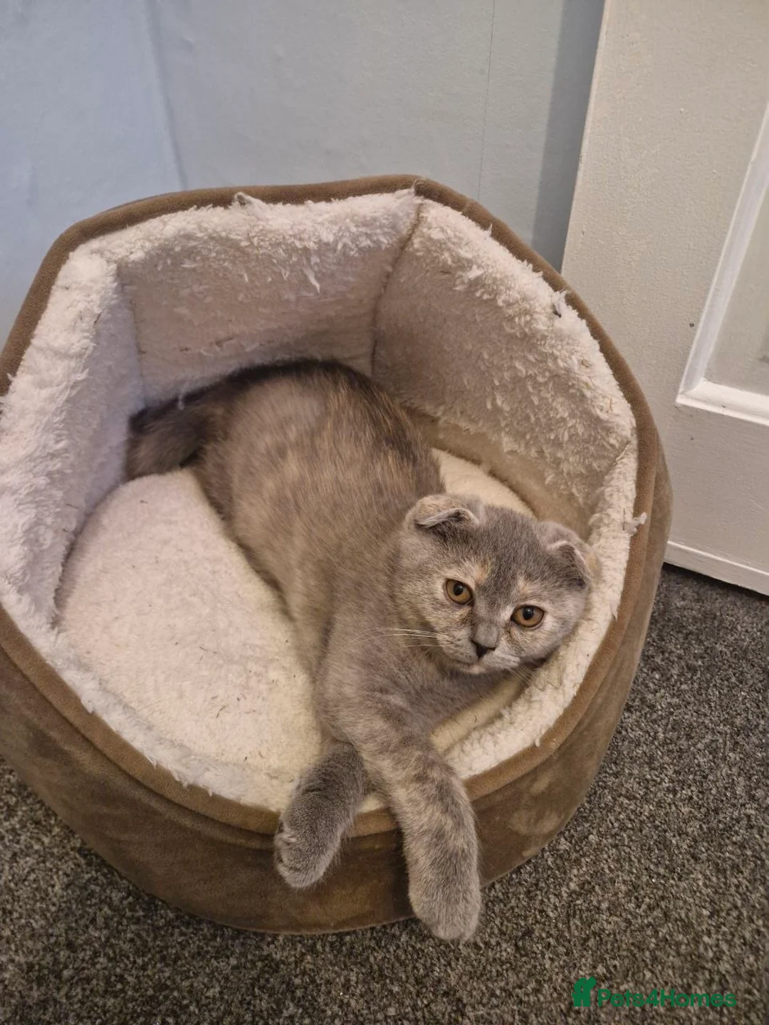 Scottish Fold cats for sale: Scottish fold kitten looking for a family - Advert 2