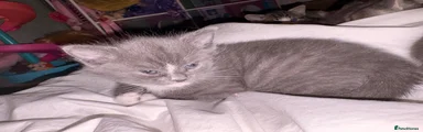 British Shorthair 2