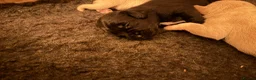 Cockerdor dogs for sale: Cockador Puppies 🐾 - Advert 12