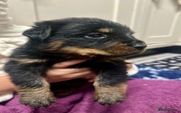 Rottweiler dogs for sale: Stunning Rottweiler puppies 🐶  - Image 9