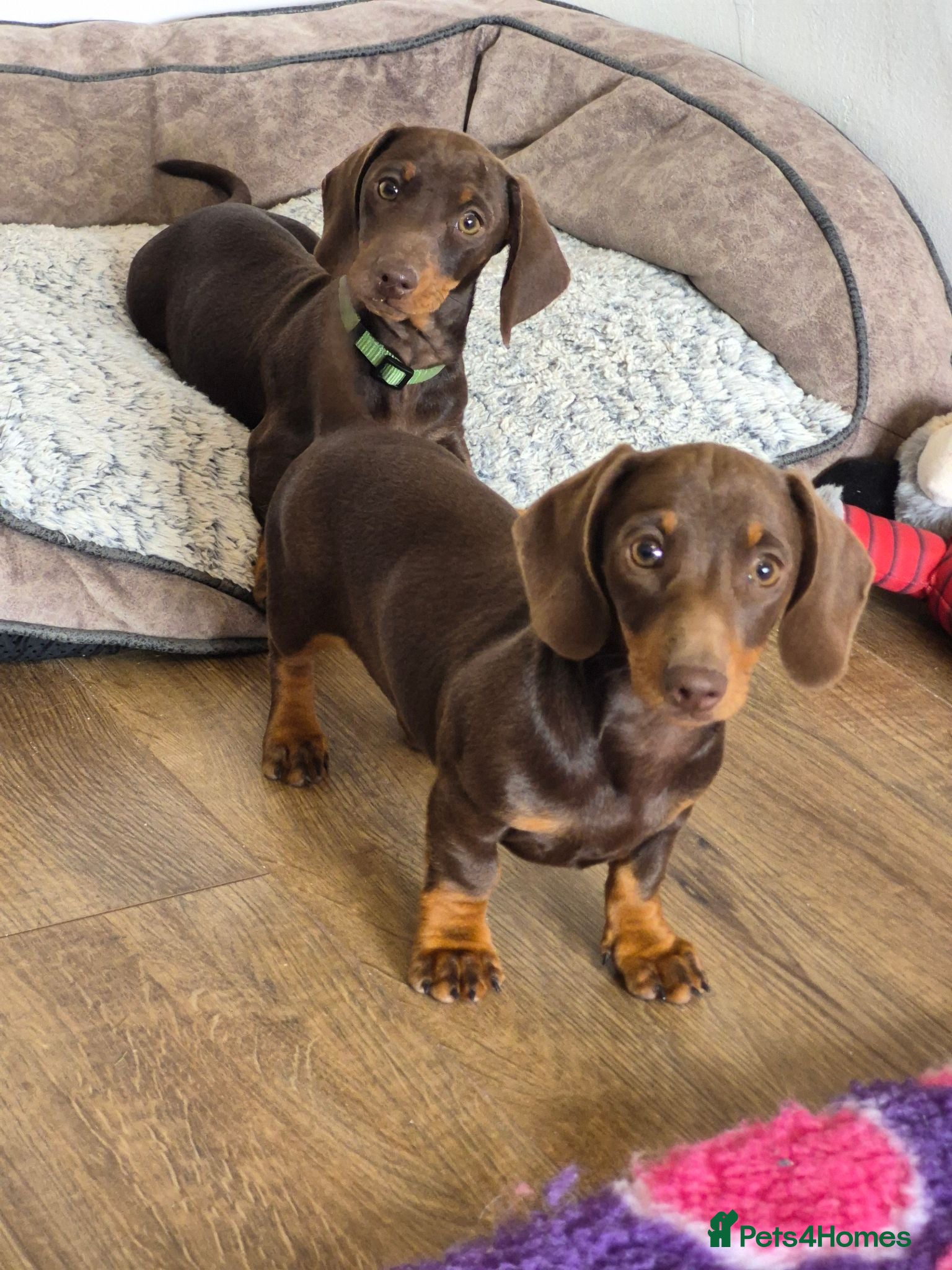 Miniature Dachshund dogs KC REGISTERED QUALITY PUPS  - Advert 5