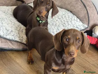 Miniature Dachshund dogs KC REGISTERED QUALITY PUPS - Advert 5