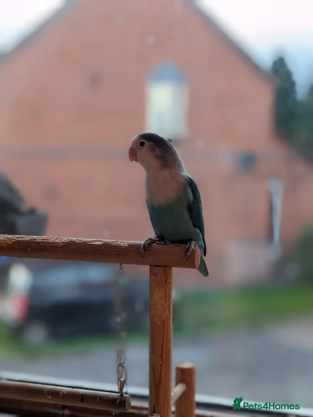 Lovebirds birds for sale: Turquoise Love Bird with a cage - Advert 2