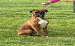Boxer dogs for sale: BEAUTIFUL BOXER PUPPIES (HEARTSCORED PARENTS) - Image 10