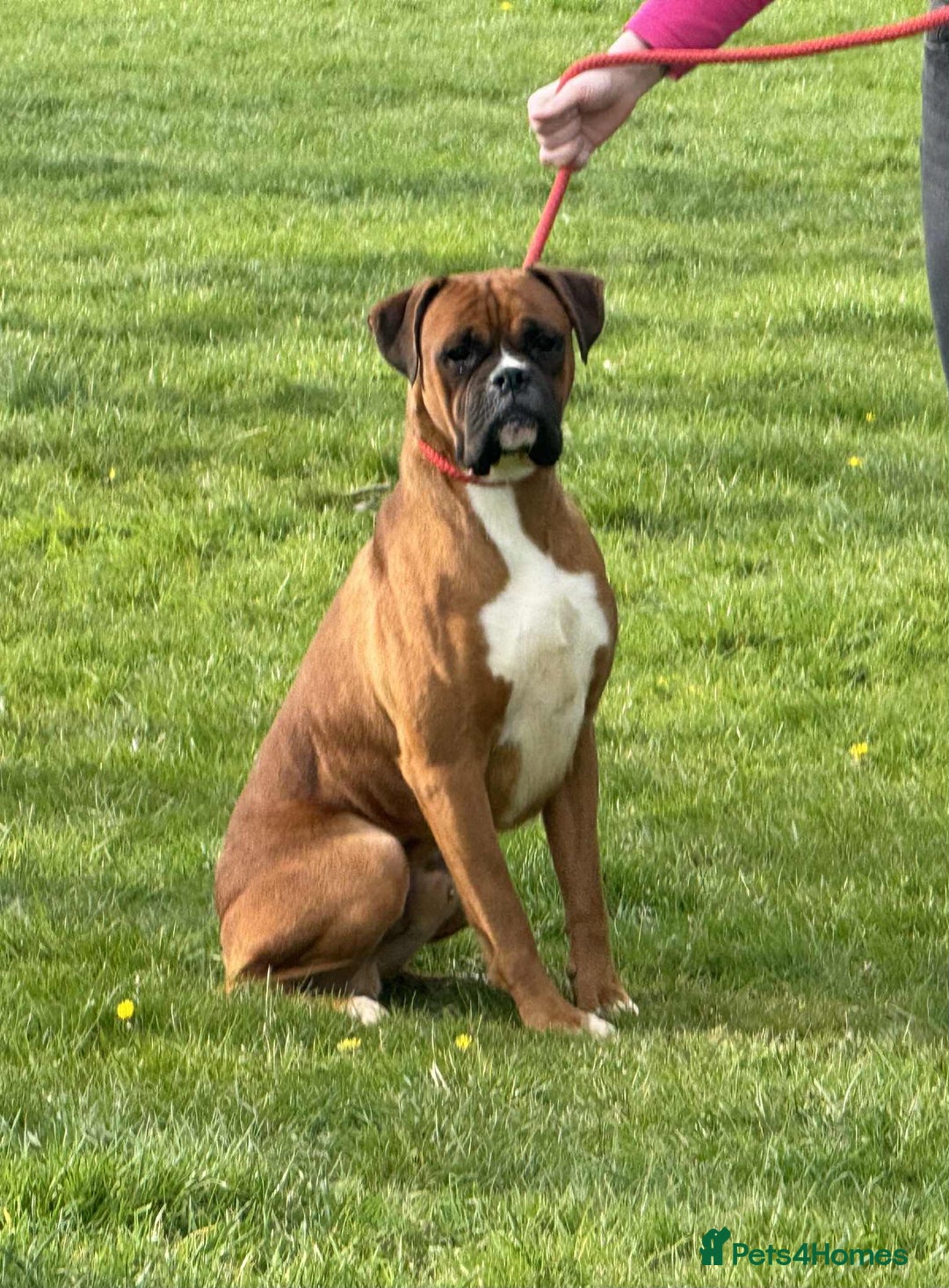 Boxer dogs for sale: BEAUTIFUL BOXER PUPPIES (HEARTSCORED PARENTS) - Image 10
