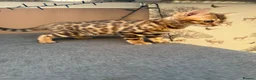 Bengal cats for sale: TICA 🔥 Pedigree health tested 🐾 Bengal Kittens  - Advert 14