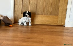 Cocker Spaniel dogs for sale: Outstanding litter KC registered working cockers  - Image 5