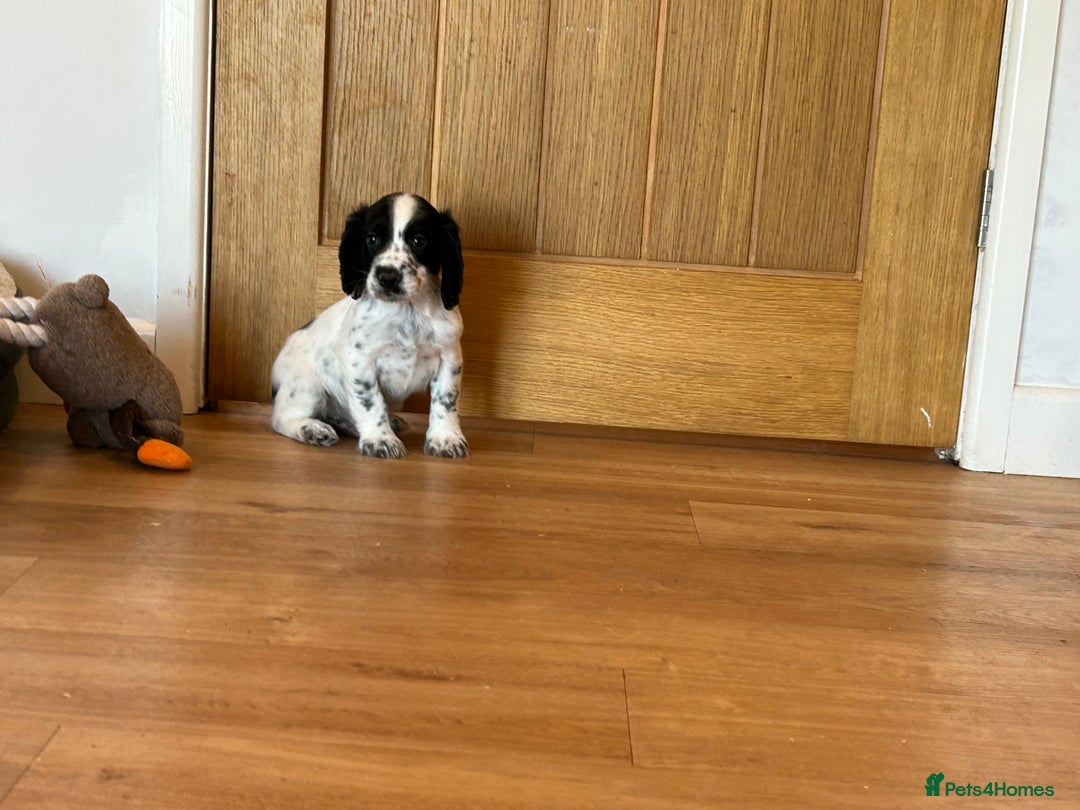 Cocker Spaniel dogs for sale: Outstanding litter KC registered working cockers  - Image 5