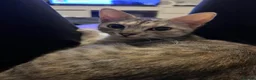 Mixed Breed cats for sale: Snow tabby x ragdoll kittens for sale! - Advert 2