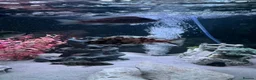 Cichlids fish for sale: Mix of cichlid fish. Mixed sizes  - Advert 2