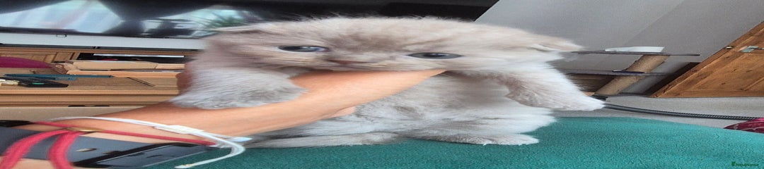 Scottish Fold Kitten 1