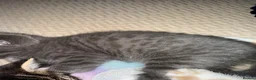 Mixed Breed cats for sale: Bengal Cross Boy Kittens Ready for loving homes - Advert 9