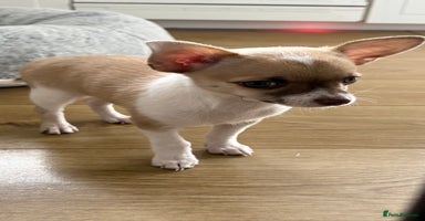 Chihuahua dogs - Advert 4
