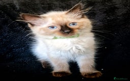 Ragdoll cats for sale: 1 LOVING RAGDOLL BOY is WAITING FOR LOVING HOME - Image 13