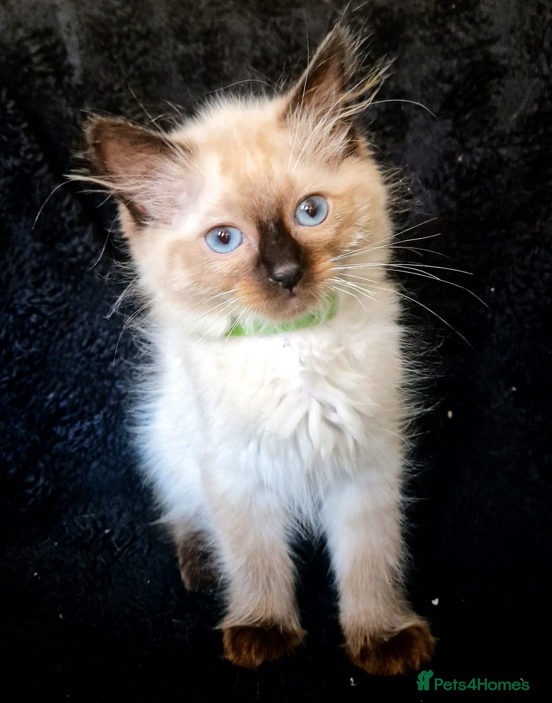 Ragdoll cats for sale: 1 LOVING RAGDOLL BOY is WAITING FOR LOVING HOME - Image 13