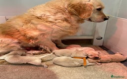 Golden Retriever dogs for sale: 5 outstanding KC golden retriever puppies  - Image 8