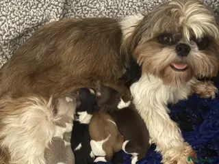 Shih Tzu dogs Imperial shihtzu - Advert 1