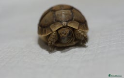 Tortoise reptiles for sale: Greek Tortoises for sale - Image 8